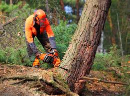 Reliable Tipton, CA  Tree Services Solutions